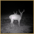 2012 C and S Trailcam Pic