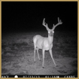 2012 C and S Trailcam Pic