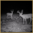 2012 C and S Trailcam Pic