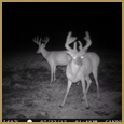 2012 C and S Trailcam Pic