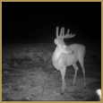 2012 C and S Trailcam Pic