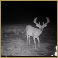 2012 C and S Trailcam Pic