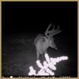 2012 C and S Trailcam Pic