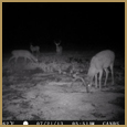 2012 C and S Trailcam Pic