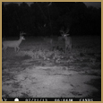 2012 C and S Trailcam Pic