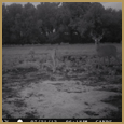 2012 C and S Trailcam Pic