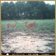 2012 C and S Trailcam Pic